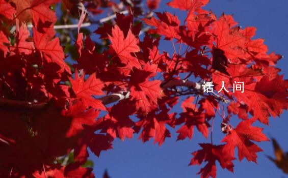 8月8日立秋算早還是晚 立秋不意味著入秋