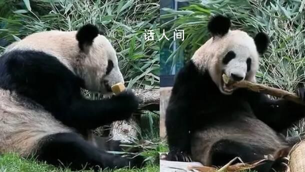 丫丫吃窩頭貼秋膘 身邊堆滿竹子