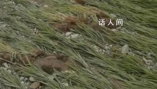 暴雨后五常大米價格或上漲 現在賣的五常大米基本都是去年產的