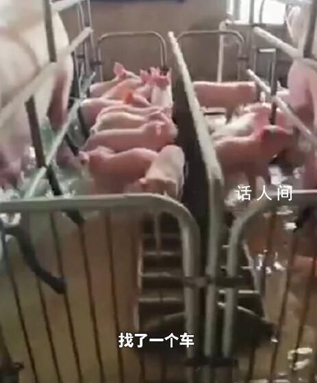 養(yǎng)豬場5000頭豬被洪水圍困 救援船無法進入