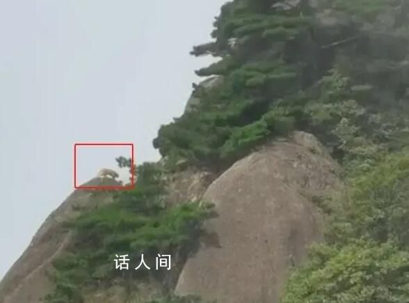 游客拍到珍稀云豹?專家:是大橘貓