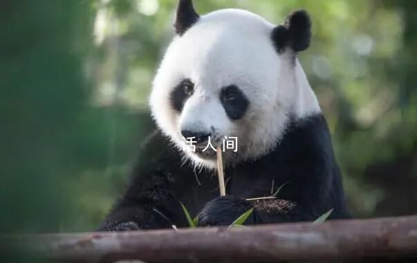 大熊貓呈現扁平化發(fā)展趨勢 保護國寶在行動