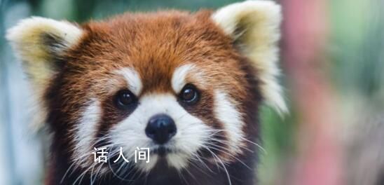 小熊貓是熊還是貓 小熊貓是什么科動物