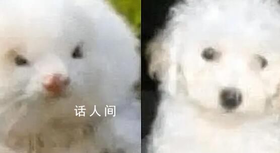 男子花150美元買狗結果是巴西老鼠 接種疫苗時獸醫發現根本不是狗