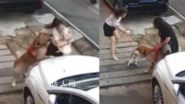 金毛未拴繩撲倒女子撕咬懷中小狗 一時(shí)間激起了眾怒