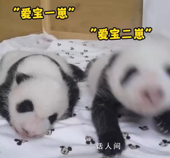 愛寶雙胞胎一個沉穩(wěn)一個話癆 雙胞胎幼崽滿40天啦