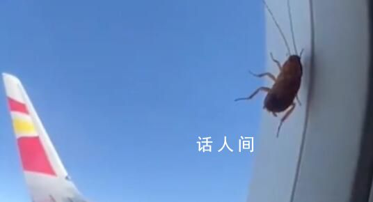女子坐飛機看到蟑螂趴在窗外 網友稱:果然是小強