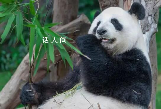 實拍丫丫午后用餐 咬著竹子上爬架啃