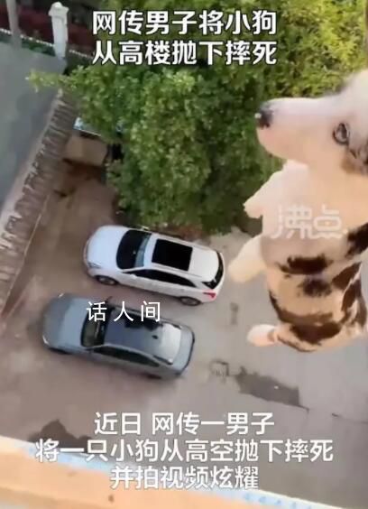 男子將小狗從高樓拋下摔死并炫耀 網友：令人發指