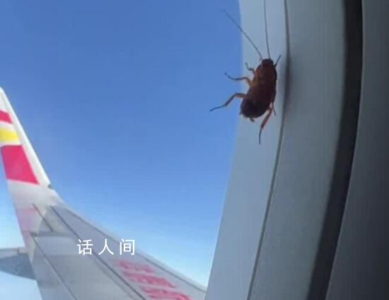 航司回應飛機舷窗上趴著蟑螂 它在玻璃空隙中未影響飛行安全