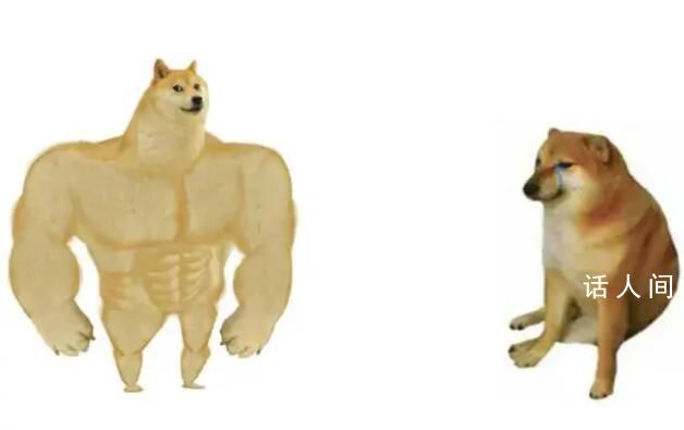 表情包小狗Cheems去世 在一場胸腔手術(shù)后永遠(yuǎn)離開了