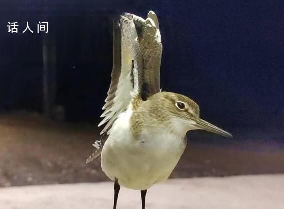 大興安嶺夜空現成群“夜光鳥” 在驛站上空盤旋