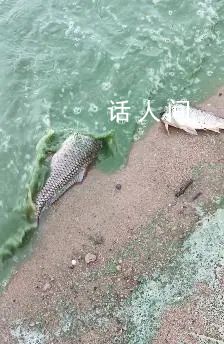 徐州一湖水質(zhì)呈綠色出現(xiàn)死魚 網(wǎng)友推測(cè)原因或?yàn)樗{(lán)藻爆發(fā)