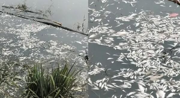 邯鄲一地河面現大量死魚 死魚不可食用原因正在排查