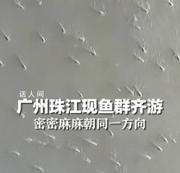 廣州珠江水面現魚群齊游 目擊者：魚群至少一公里長游了20分鐘