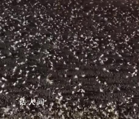 河南信陽一大橋夜晚出現(xiàn)不明飛蟲 引發(fā)了網(wǎng)友們的驚奇和關(guān)注