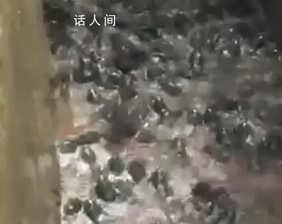 雨后養(yǎng)殖場(chǎng)牛蛙出逃村民狂撿 引發(fā)網(wǎng)友關(guān)注