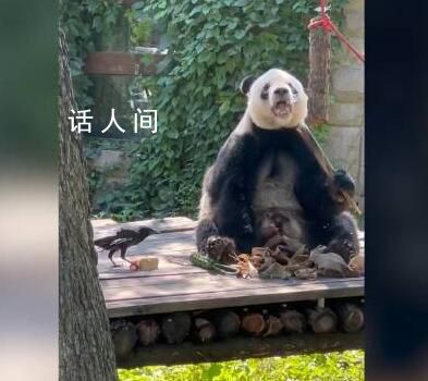 萌蘭哥哥萌二也開始養鳥了 一熊一鳥排排坐享用美食