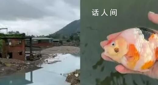 福建一金魚養殖場因暴雨損失300萬 10000多條魚被水沖走