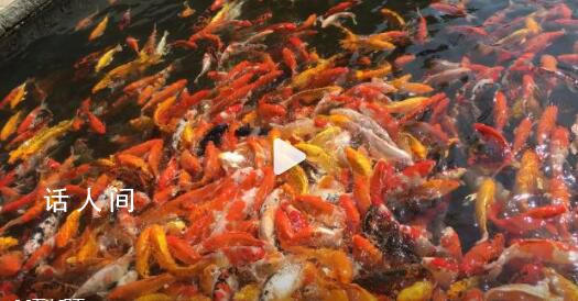 廣州一賓館錦鯉“出逃”市民接力尋魚