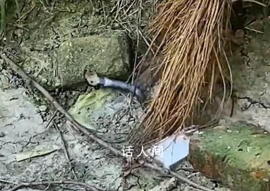 農(nóng)戶遭舉報(bào)后放生眼鏡蛇?官方辟謠