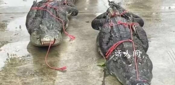 廣東“出逃”鱷魚抓捕畫面曝光 已經抓捕回來一部分
