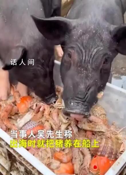 男子給豬喂皮皮蝦螃蟹 網(wǎng)友：就怕它尿酸高要不我來吧
