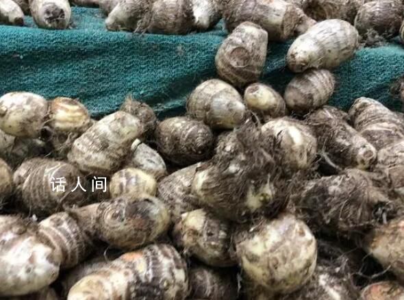 小偷1夜挖700斤芋頭被抓 農戶笑了