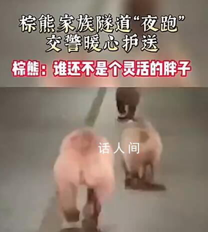 新疆3頭棕熊在隧道里夜跑 警方提醒:棕熊具有攻擊性請(qǐng)勿靠近