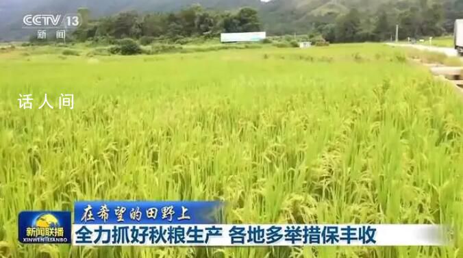 秋糧陸續成熟 多措并舉保糧食豐收