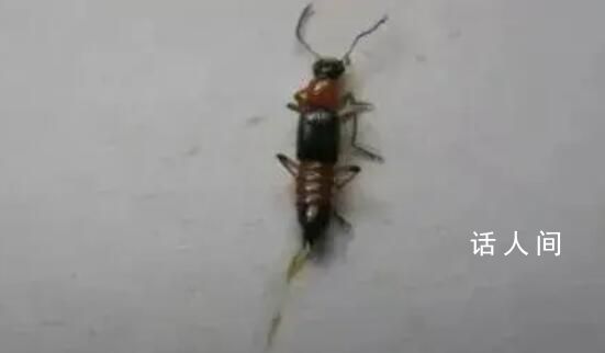 河南多地已發現隱翅蟲 隱翅蟲為什么拍不得