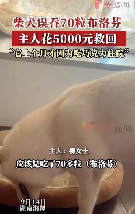 柴犬誤食70粒布洛芬主人花5千救回 好在催吐及時