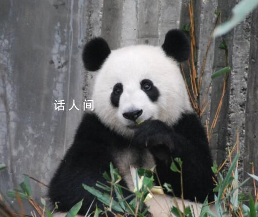 野生大熊貓被偶遇 下一秒拔腿就跑