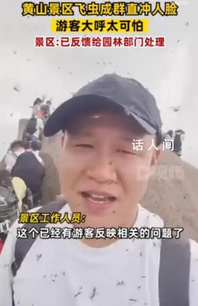 黃山飛蟲成災(zāi)直撲人臉 網(wǎng)友直呼太可怕