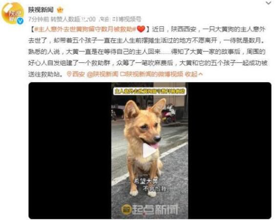 主人意外去世黃狗留守數月被救助 成功將大黃和它的五個孩子送往救助站