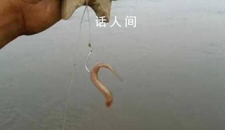用活泥鰍釣魚 為何會判刑?