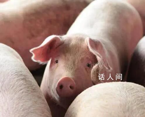 不可思議的百科知識 豬的智商非常之高