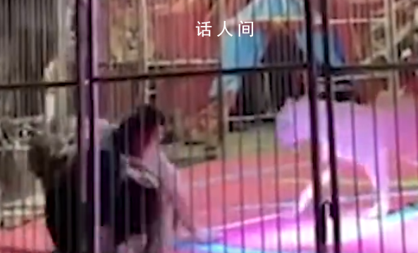 黑龍江一馬戲團獅子突然撕咬員工 目擊者：鐵籠都被撞歪了