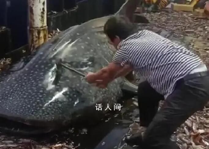 船員用鐵錘虐打鯨鯊頭部后丟回海中 已控制涉事人員