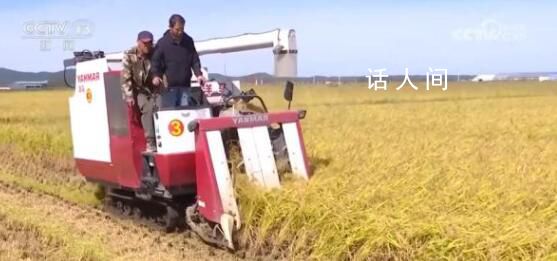 金秋農忙好“豐”景 繪就宜居宜業和美鄉村新畫卷