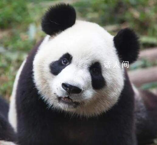 花花不久就能和大家見(jiàn)面啦 花花的感冒已經(jīng)快好了