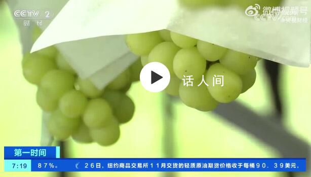 日本陽光玫瑰出口量大跌 目前一串500克左右的陽光玫瑰葡萄售價約為600日元