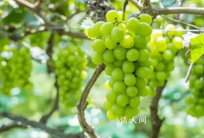 “陽光玫瑰”不安全 是真的嗎?