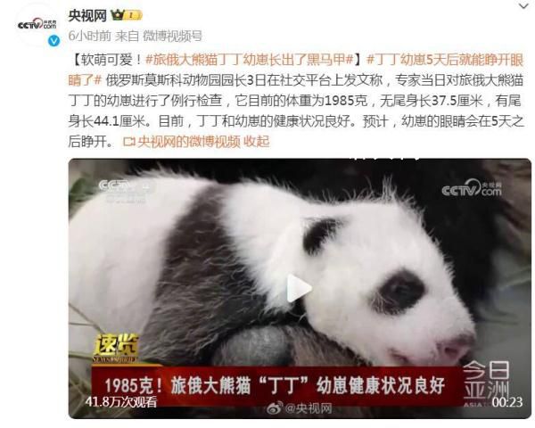 旅俄大熊貓丁丁幼崽長出了黑馬甲 預(yù)計幼崽的眼睛會在5天之后睜開