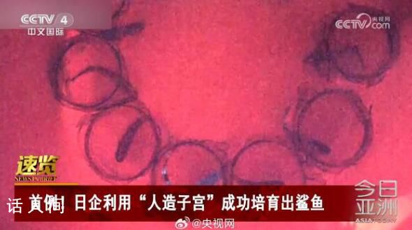 日企利用人造子宮培育出鯊魚 尚屬世界首例