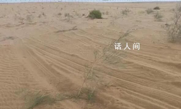 沙漠上萬棵治沙植物被越野車碾軋 車輛沖斷圍欄闖入