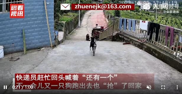 主人不在家快遞顯示狗已簽收 回放監控笑得肚子疼