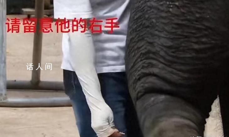 官方回應員工用金屬棒戳大象 引發了廣泛的關注和評論