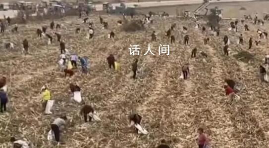 河南一玉米地疑遭哄搶 當地回應