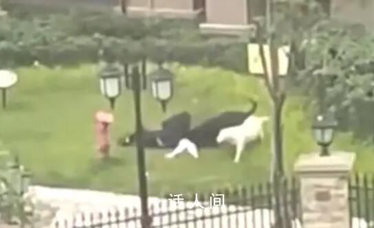 街道辦已動(dòng)員數(shù)百人尋找肇事烈犬 目前該孩童已完成傷口清創(chuàng)手術(shù)